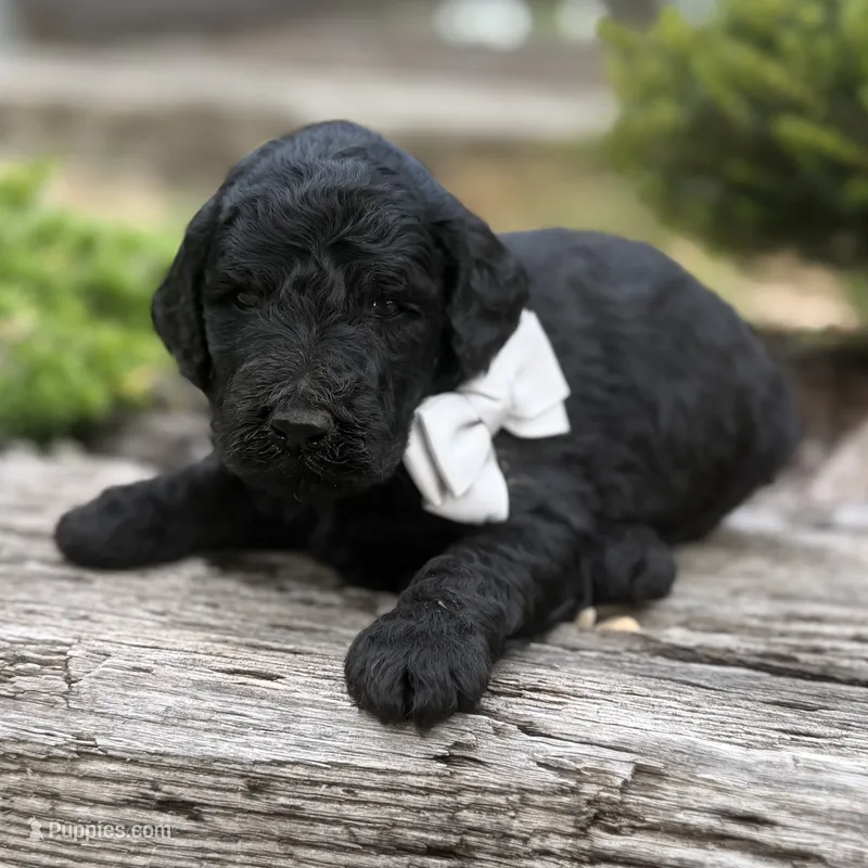Prince – Poodle - Standard  puppy for sale in Porter, OK