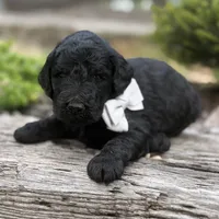 Prince, a male Poodle - Standard  for sale in Porter, OK – 1 of 3