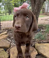 Darcy, a female Labrador Retriever for sale in Porter, OK – 5 of 10