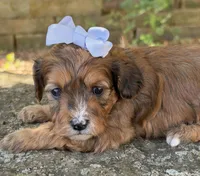 Coco, a female Cavapoo for sale in Porter, OK – 5 of 9
