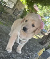 Lilibet, a female Golden Retriever for sale in Porter, OK – 5 of 5