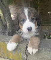 Ellie, a female Bernedoodle for sale in Porter, OK – 1 of 10