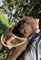 Darcy, a female Labrador Retriever for sale in Porter, OK – 5 of 6