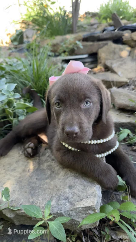 Darcy – Labrador Retriever puppy for sale in Porter, OK