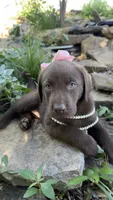 Darcy, a female Labrador Retriever for sale in Porter, OK – 1 of 5