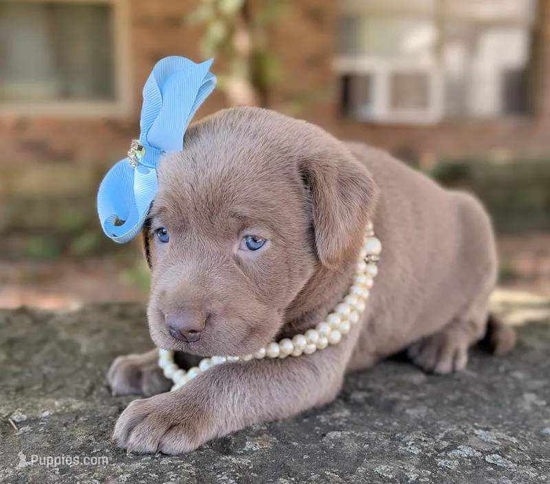 Sage – Labrador Retriever puppy for sale in Porter, OK