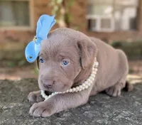 Sage, a female Labrador Retriever for sale in Porter, OK – 1 of 9