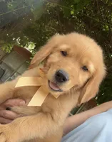 Remme, a male Golden Retriever for sale in Porter, OK – 1 of 4