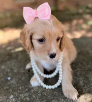 Daisy, a female Cavapoo for sale in Porter, OK – 3 of 4