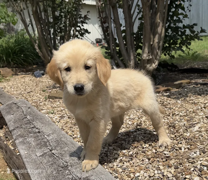 Scout – Golden Retriever puppy for sale in Porter, OK