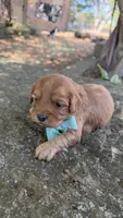Milo, a male Cavapoo for sale in Porter, OK – 4 of 4