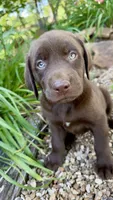 Piper, a female Labrador Retriever for sale in Porter, OK – 5 of 6