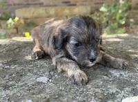 Finn, a male Cavapoo for sale in Porter, OK – 6 of 9