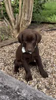 Gracie, a female Labrador Retriever for sale in Porter, OK – 3 of 6