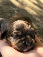 Oliver, a male Cavapoo for sale in Porter, OK – 3 of 4