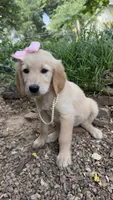 Lillibet, a female Golden Retriever for sale in Porter, OK – 6 of 6