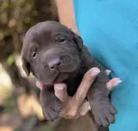 Ruger, a male Labrador Retriever for sale in Porter, OK – 7 of 8