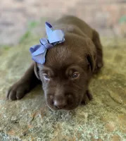 Goose, a female Labrador Retriever for sale in Porter, OK – 7 of 8