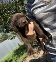 Cookie, a female Labrador Retriever for sale in Porter, OK – 7 of 7