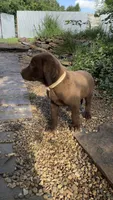 Penny, a female Labrador Retriever for sale in Porter, OK – 3 of 6