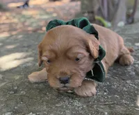 Enzo, a male Cavapoo for sale in Porter, OK – 5 of 7
