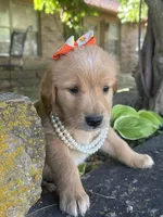 Cricket, a female Golden Retriever for sale in Porter, OK – 5 of 5