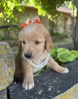 Cricket, a female Golden Retriever for sale in Porter, OK – 5 of 5