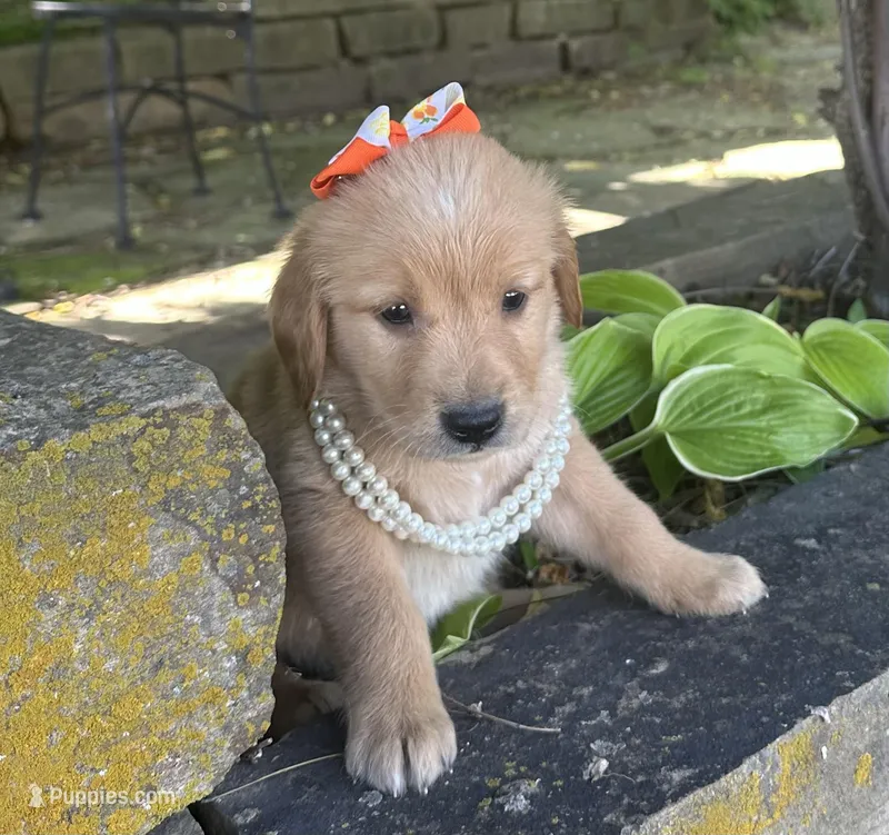 Cricket – Golden Retriever puppy for sale in Porter, OK