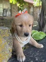 Cricket, a female Golden Retriever for sale in Porter, OK – 3 of 5