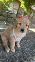 Cricket, a female Golden Retriever for sale in Porter, OK – 4 of 5