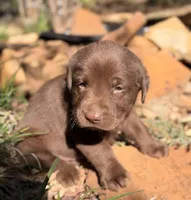 Ruger, a male Labrador Retriever for sale in Porter, OK – 8 of 9