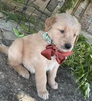 Ranger, a male Golden Retriever for sale in Porter, OK – 5 of 6