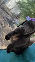 Lucy, a female Labrador Retriever for sale in Porter, OK – 2 of 6