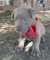 Dax, a male Labrador Retriever for sale in Porter, OK – 9 of 10