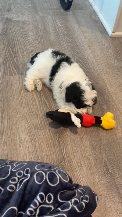 Bear, a male Aussiedoodle for sale in Lexington, KY – 1 of 1