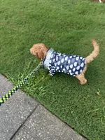Macchiato, a male Goldendoodle for sale in Marietta, GA – 3 of 3