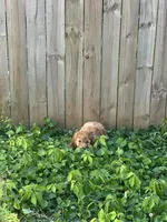 Macchiato, a male Goldendoodle for sale in Marietta, GA – 1 of 3