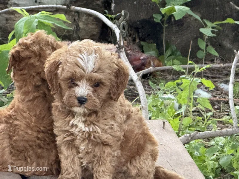 Dallas  – Miniature Goldendoodle puppy for sale in Woodbury, MN