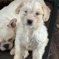 Jake, a male French Bulldog and Miniature Goldendoodle for sale in Woodbury, MN – Photo 3 of 3