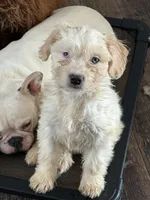 Jake, a male French Bulldog and Miniature Goldendoodle for sale in Woodbury, MN – Photo 3 of 3