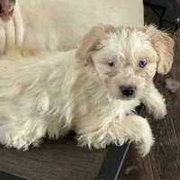 Jake, a male French Bulldog and Miniature Goldendoodle for sale in Woodbury, MN – Photo 2 of 3