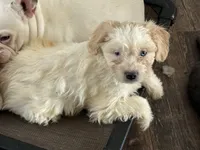 Jake, a male French Bulldog and Miniature Goldendoodle for sale in Woodbury, MN – Photo 2 of 3