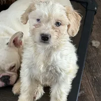 Jake, a male French Bulldog and Miniature Goldendoodle for sale in Woodbury, MN – Photo 1 of 3