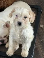 Jake, a male French Bulldog and Miniature Goldendoodle for sale in Woodbury, MN – Photo 1 of 3