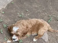 Max, a male Cavapoo for sale in Woodbury, MN – 2 of 3