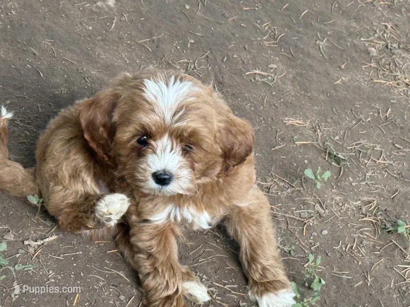 Max – Cavapoo puppy for sale in Woodbury, MN