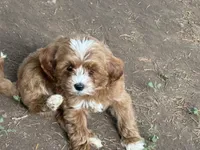 Max, a male Cavapoo for sale in Woodbury, MN – 1 of 3