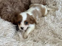 Lucy, a female Cavapoo for sale in Woodbury, MN – Photo 2 of 2