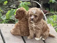 Dallas , a male Miniature Goldendoodle for sale in Woodbury, MN – 2 of 2