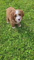 Lewis , a male Cavapoo for sale in Woodbury, MN – 3 of 5